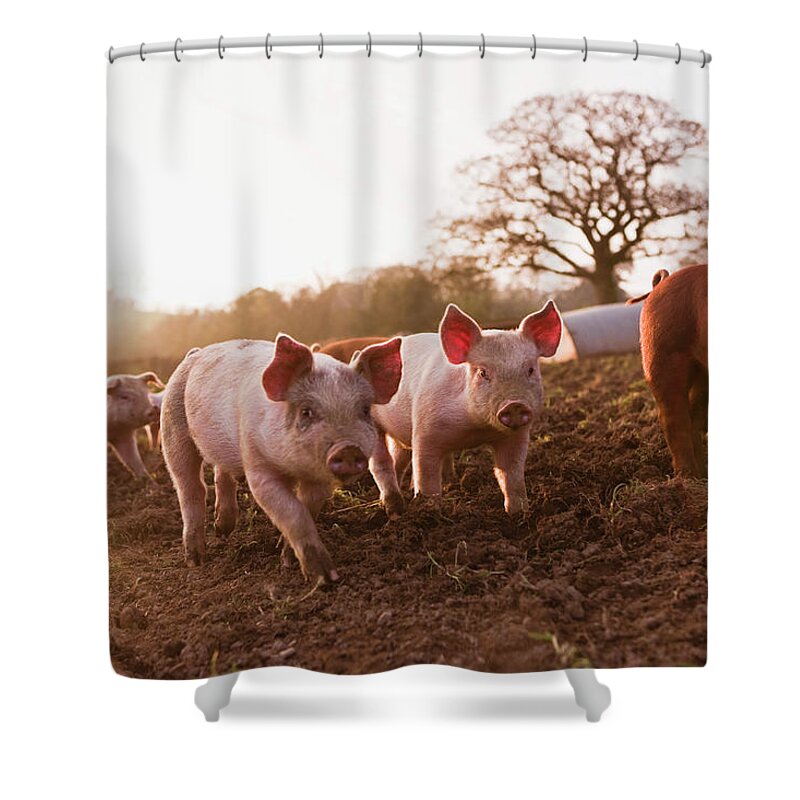 Pig Shower Curtain featuring the photograph Piglets In Barnyard by Jupiterimages