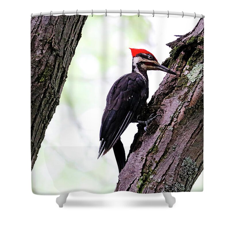Pileated Woodpecker Shower Curtain featuring the photograph Pileated Woodpecker Checking The Cracks by Debbie Oppermann
