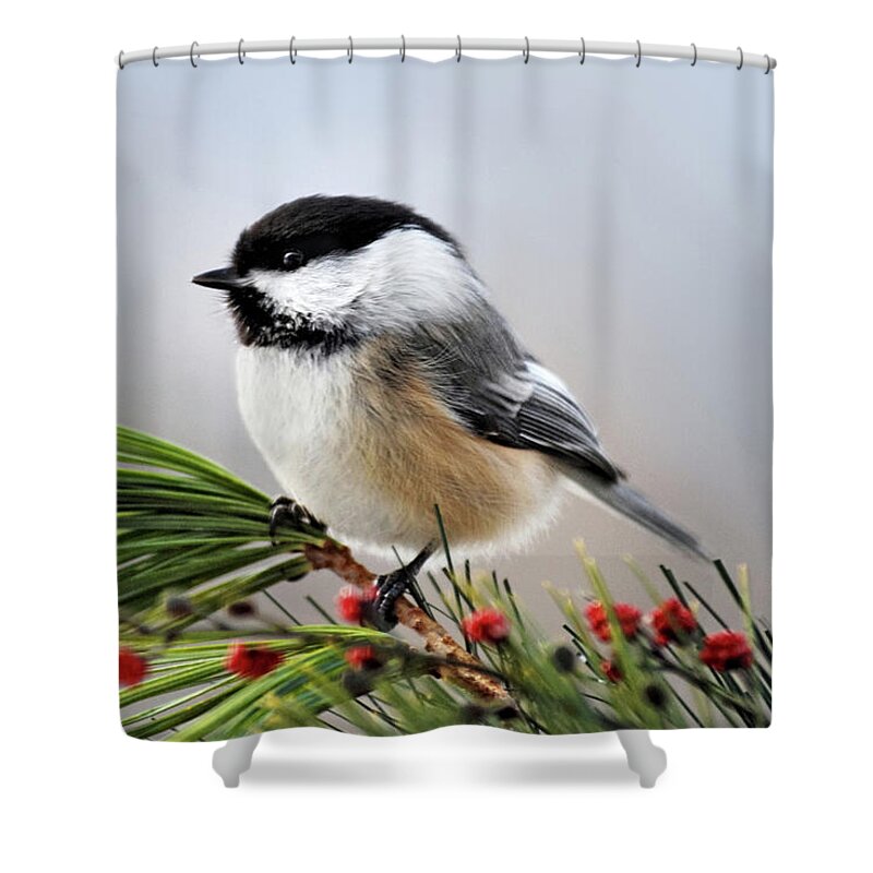 Chickadee Shower Curtain featuring the photograph Pine Chickadee by Christina Rollo