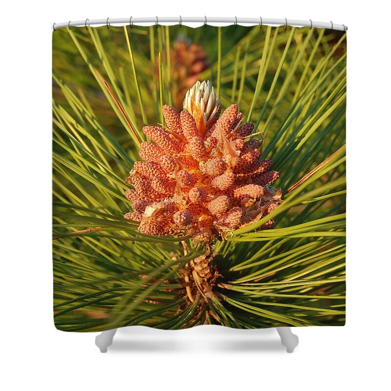 Pine Tree Shower Curtain featuring the photograph Pine Cone On A Pine Tree by Ee Photography