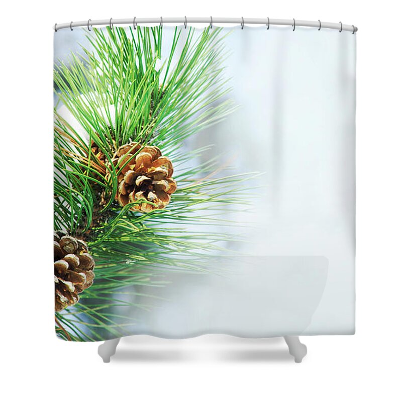 Pine Shower Curtain featuring the photograph Pine Cone On Fir Tree Brunch Under Snow by Jelena Jovanovic