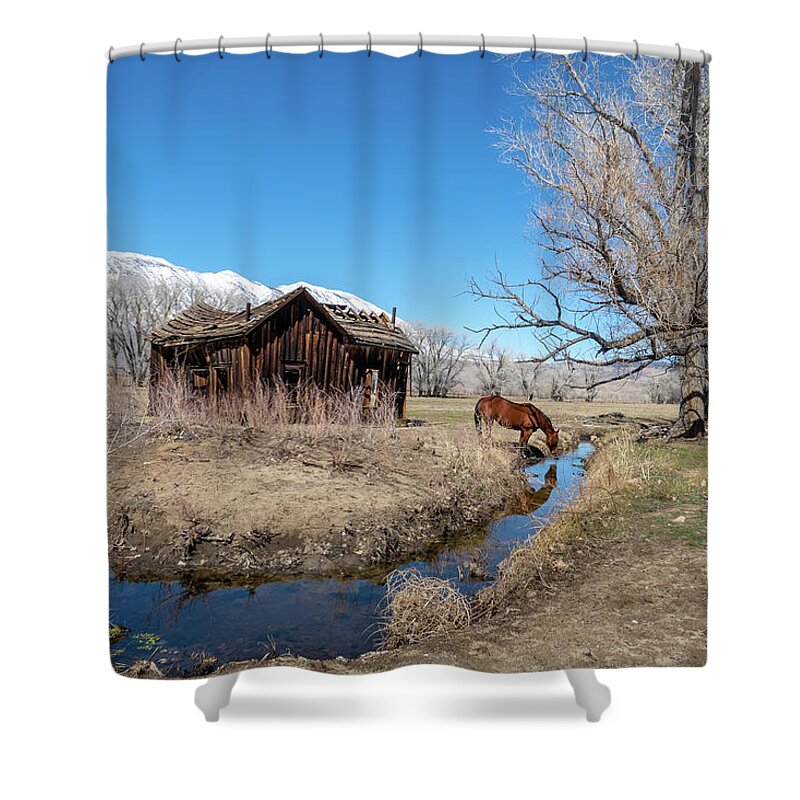 Bishop Shower Curtain featuring the photograph Pine Creek Horse Drinking by Jan Davies
