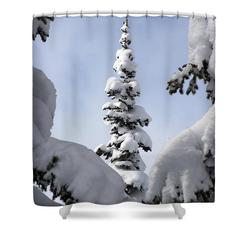Snow Shower Curtain featuring the photograph Pine Framed in Powder by Brett Pelletier
