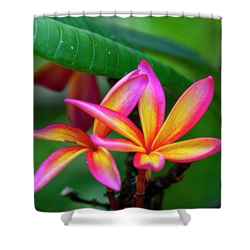 Hawaii Shower Curtain featuring the photograph Pink and Yellow Plumeria by Anthony Jones