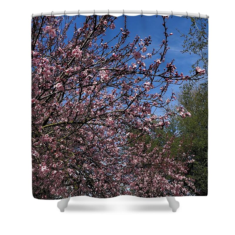 Weather Shower Curtain featuring the photograph Pink Blossom Winter by Richard Thomas