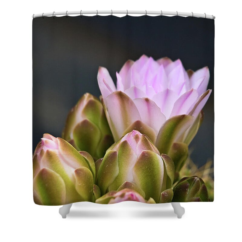 Sicily Shower Curtain featuring the photograph Pink Cactus Flowers by Andrea Rapisarda Photography
