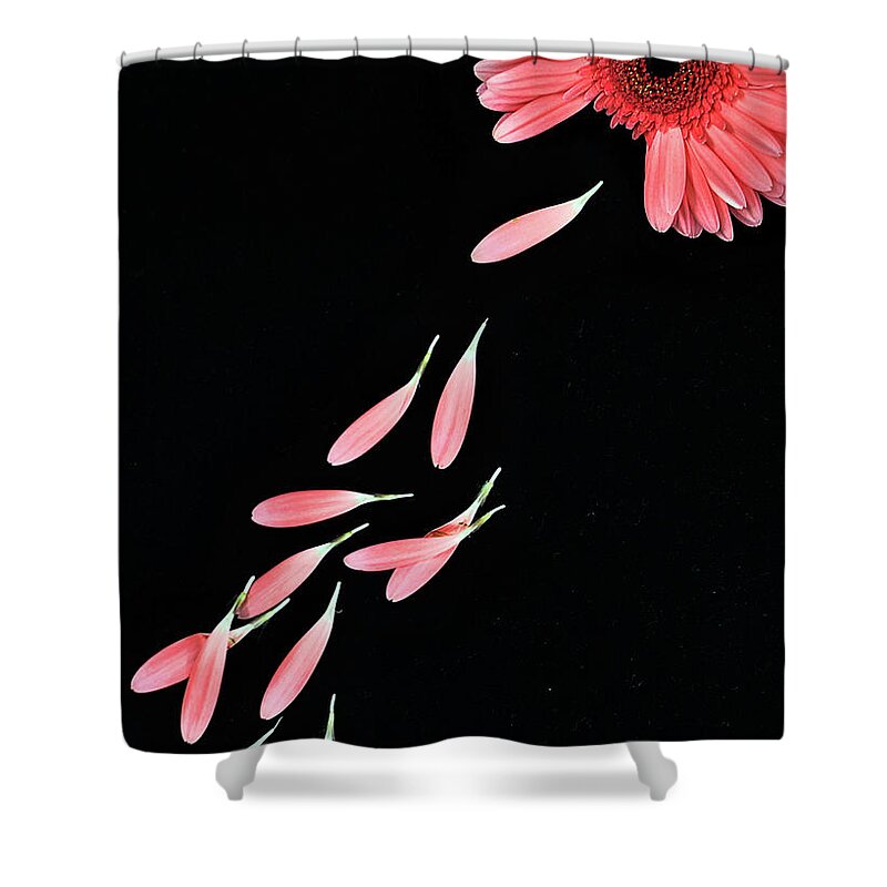 Loves Me Loves Me Not Shower Curtain featuring the photograph Pink Flower With Petals by Photo By Bhaskar Dutta