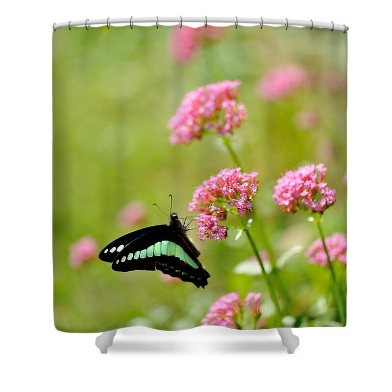 Insect Shower Curtain featuring the photograph Pink Flowers by Myu-myu