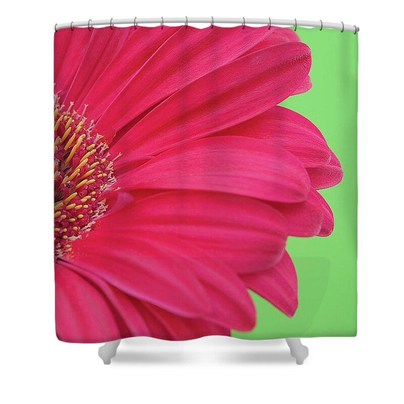 Petal Shower Curtain featuring the photograph Pink Gerbera by Kim Haddon Photography