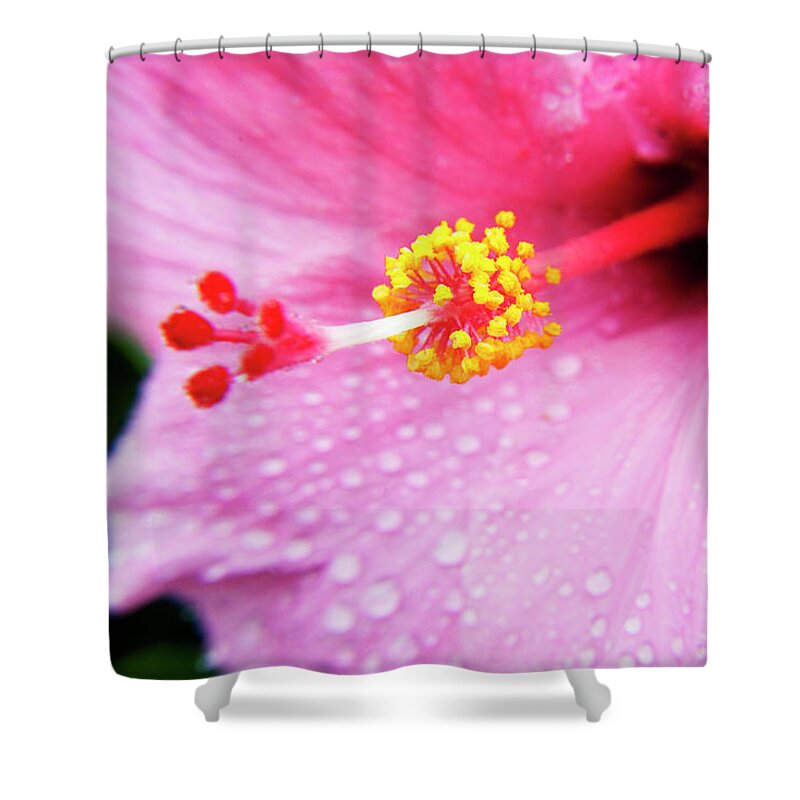 Hibiscus Shower Curtain featuring the photograph Pink Hibiscus Drops by Sean Davey