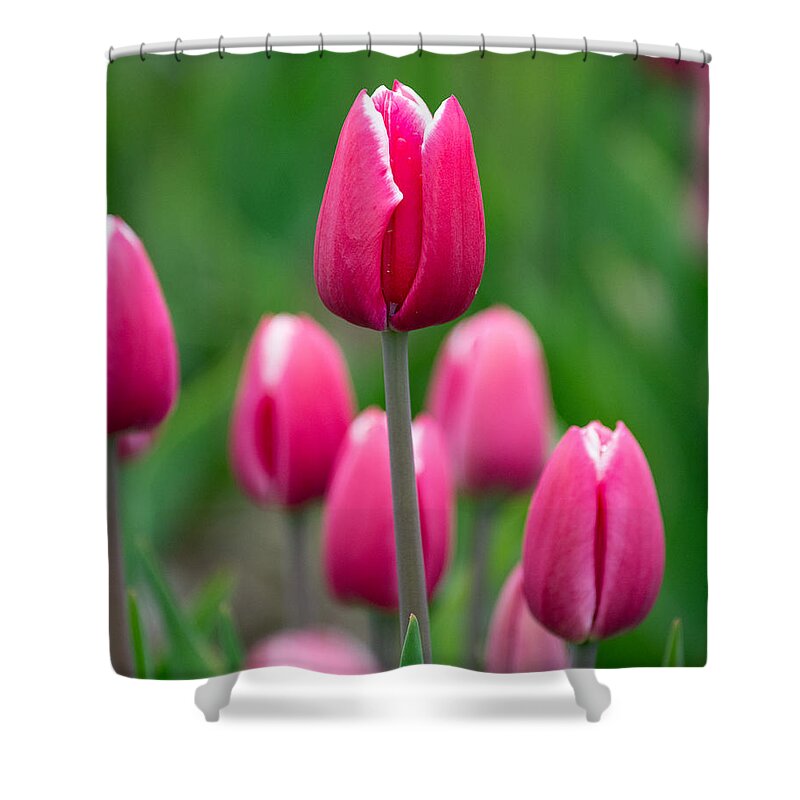 Pink Shower Curtain featuring the photograph Pink by Linda Bonaccorsi