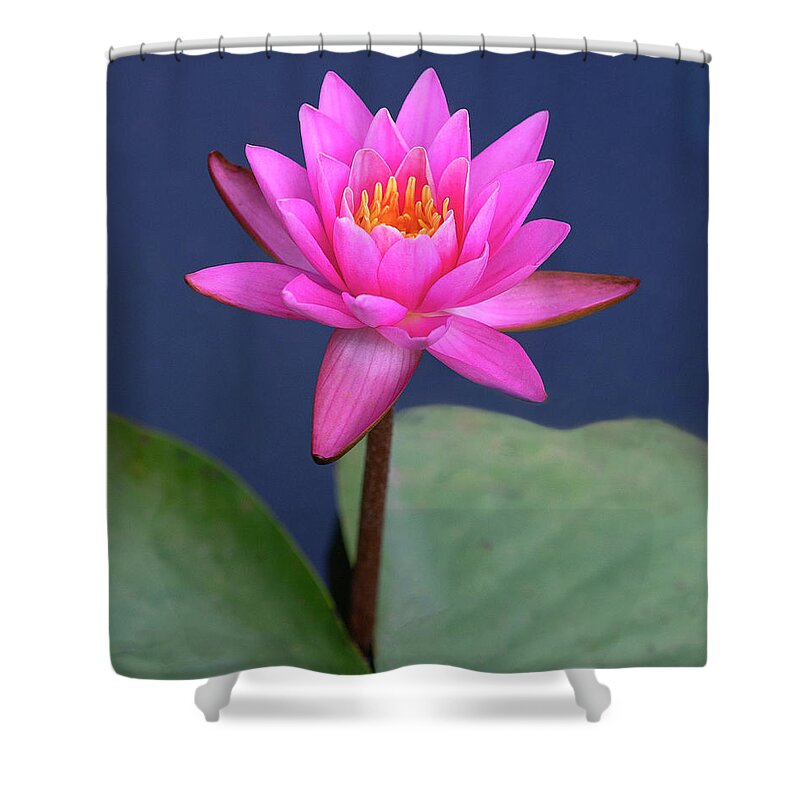 Flower Shower Curtain featuring the photograph Pink on Blue by Art Cole