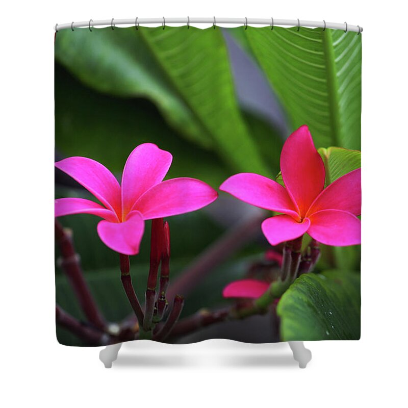 Pink Plumeria Shower Curtain featuring the photograph Pink Plumeria by Anthony Jones