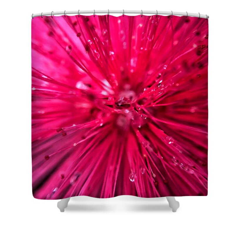 Pink Powder Puff Shower Curtain featuring the photograph Pink Powder Puff Flower Closeup by Jori Reijonen