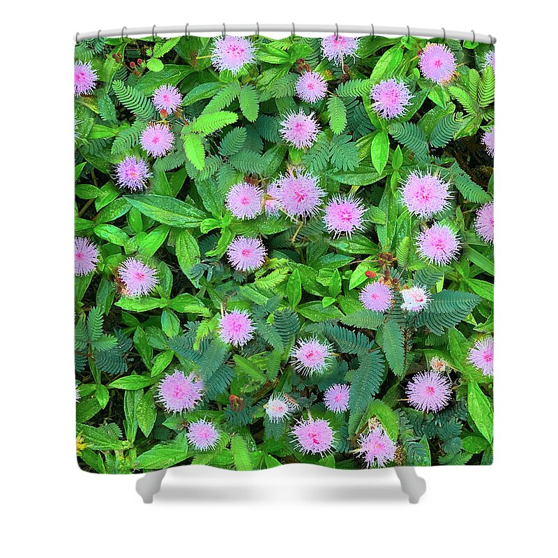 Pink Shower Curtain featuring the photograph Pink Powder puffs by Sean Davey