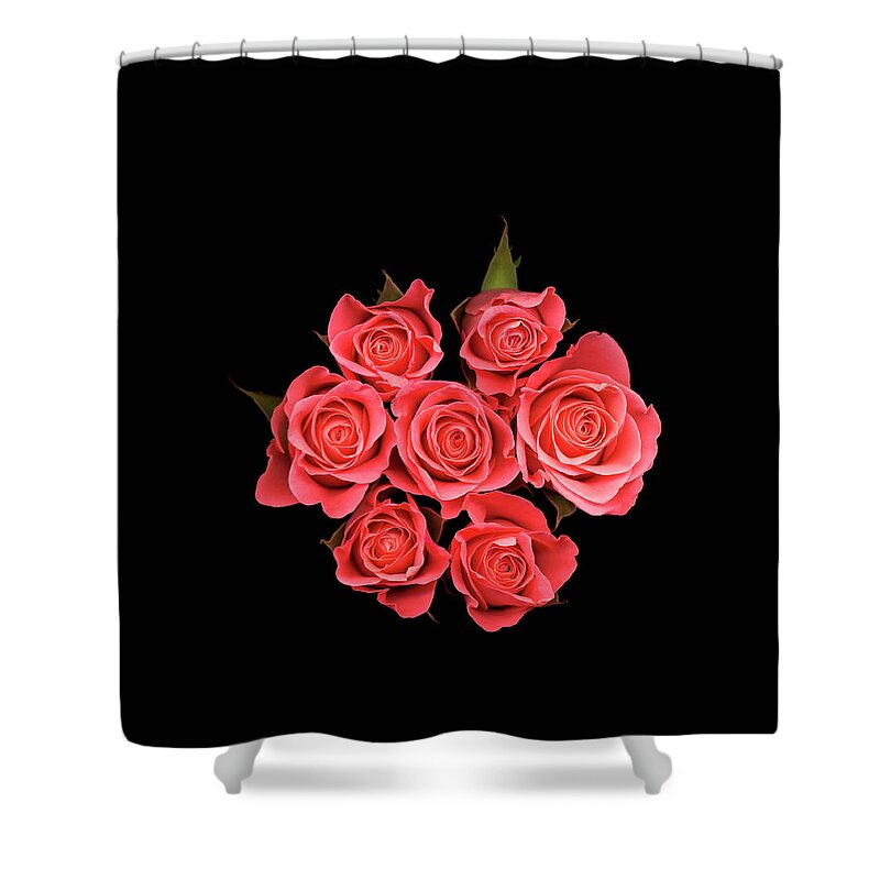 Rose Colored Shower Curtain featuring the photograph Pink Roses Against Black Background by Mike Hill
