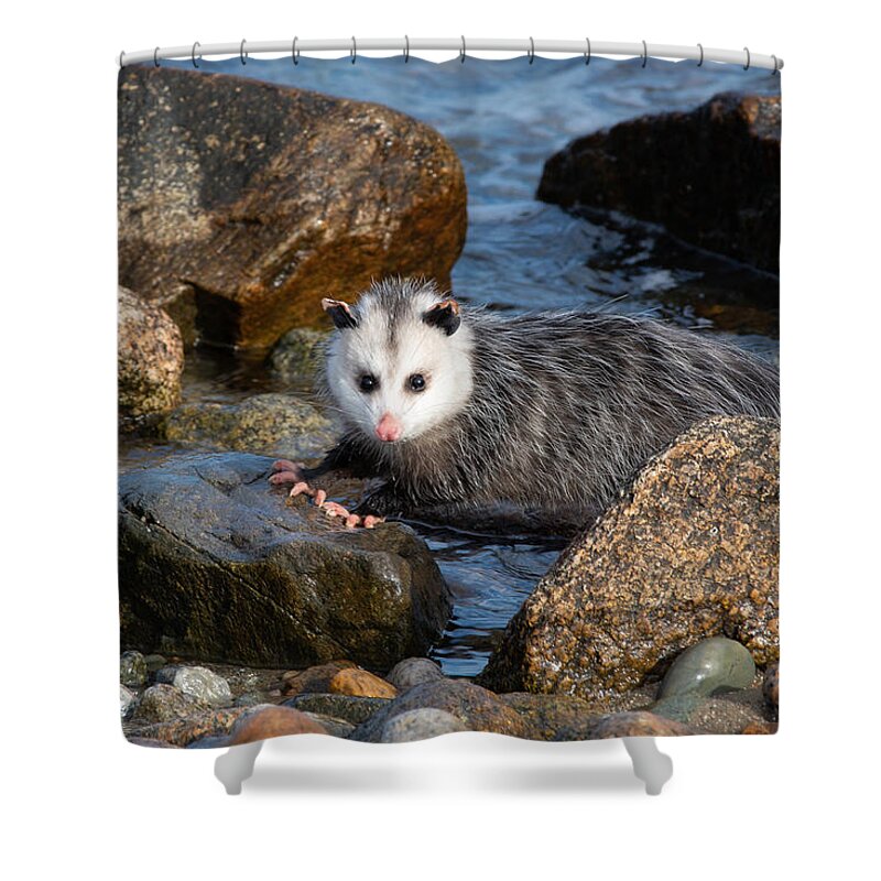 Opossum Shower Curtain featuring the photograph Pink Toes by Linda Bonaccorsi