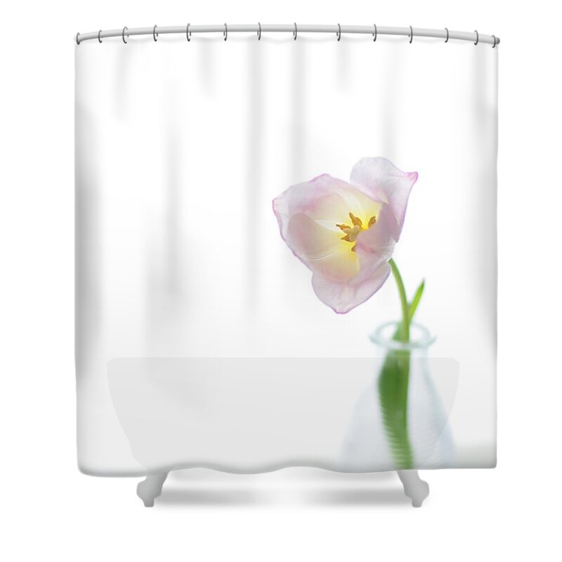 White Background Shower Curtain featuring the photograph Pink Tulip In Glass Vase On White by Photo By Ira Heuvelman-dobrolyubova