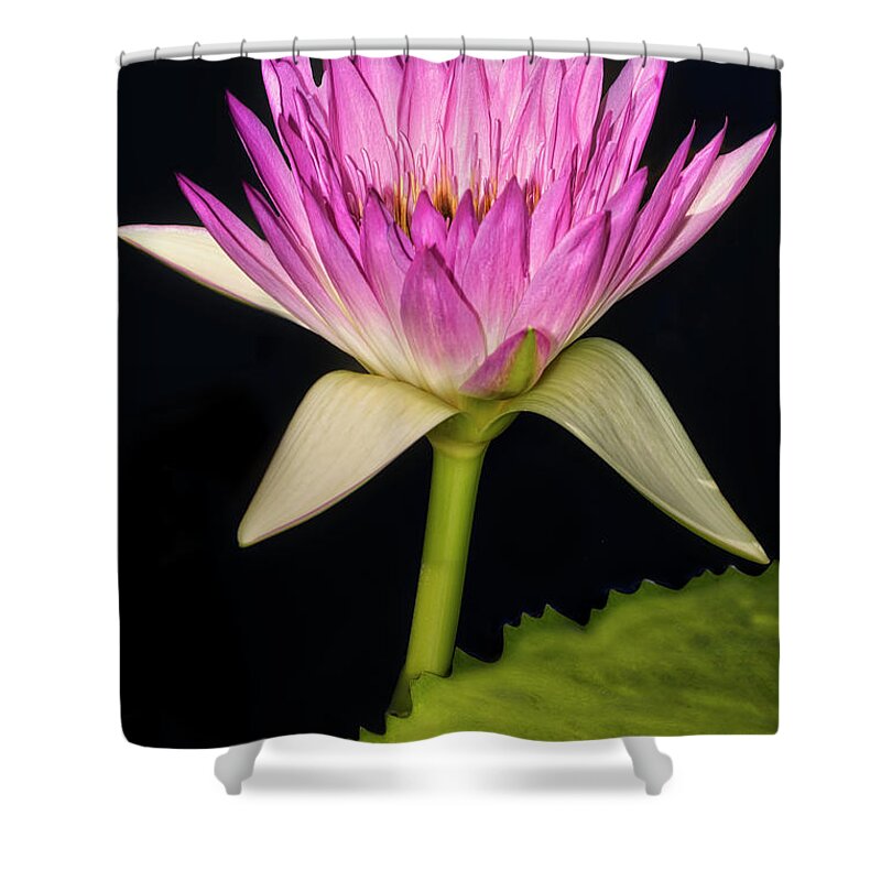 Waterlillies Shower Curtain featuring the photograph Pink Waterlily by Susan Candelario