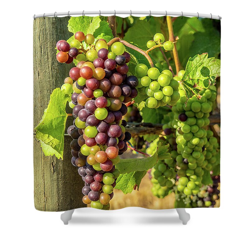 Vineyard Shower Curtain featuring the photograph Pinot Gris Willamette Valley Vineyard by Leslie Struxness