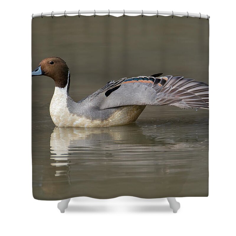Duck Shower Curtain featuring the photograph Pintail Wing Extension by Art Cole