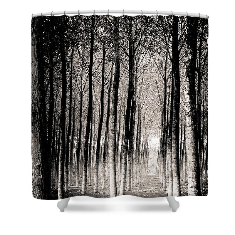 Tranquility Shower Curtain featuring the photograph Pioppeto Modenese by Silvia Casali