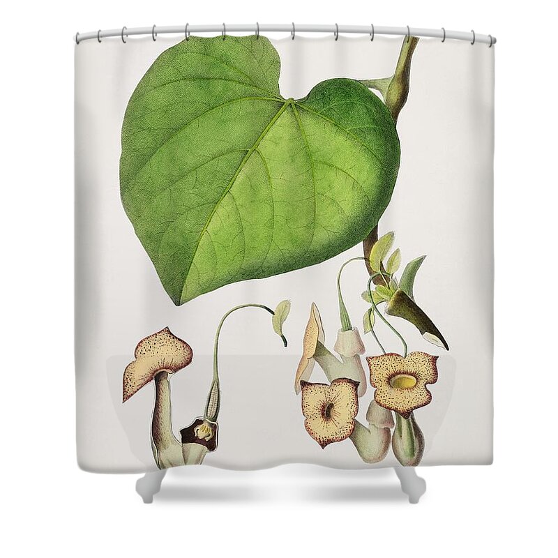 Flower Shower Curtain featuring the painting Pipevine Dutchman s pipe illustrated by Charles Dessalines D Orbigny 1806  1876 by Celestial Images