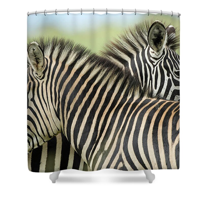 Plains Zebra Shower Curtain featuring the photograph Plains Zebra Equus Quagga Pair, Haga by Christopher Scott