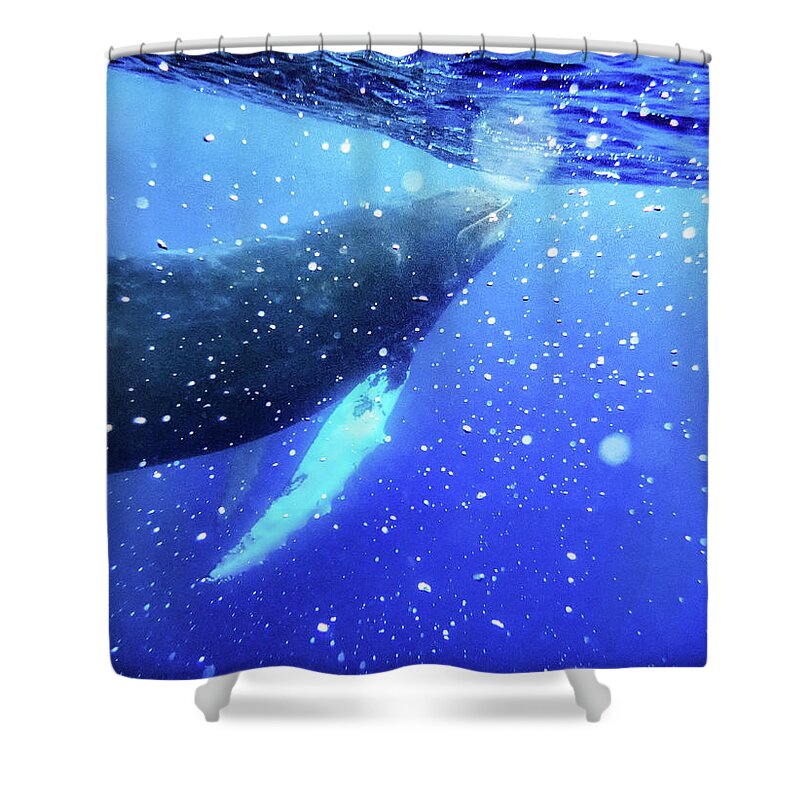 Baby Whale Playing With Bubbles Shower Curtain featuring the photograph Play by Louise Lindsay