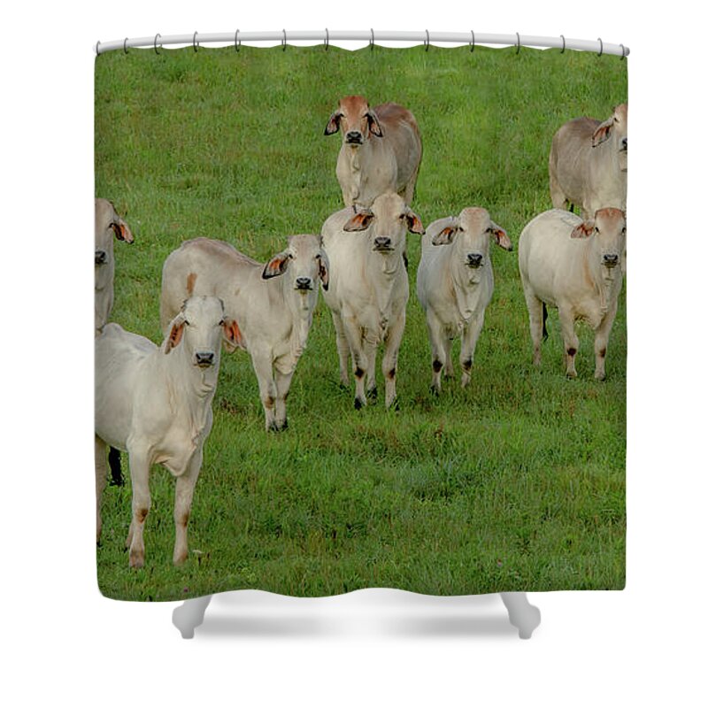 Tennessee Shower Curtain featuring the photograph Please Tell Me You Brought Breakfast, Soft Color by Marcy Wielfaert