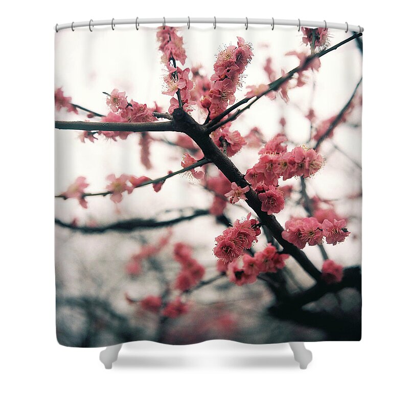 Outdoors Shower Curtain featuring the photograph Plum Blossom by Shawnfeng