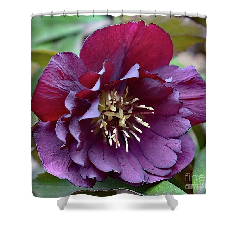 Lenten Rose Shower Curtain featuring the photograph Plum Colored Lenten Rose by Cindy Treger