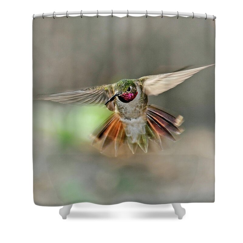 Dawn Shower Curtain featuring the photograph Poetry In Motion - Hummingbird Hovering by Eastman Photography Views Of The Southwest