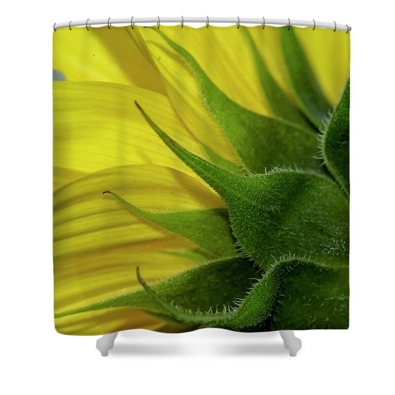 Yellow Shower Curtain featuring the photograph Pointed by Cathy Kovarik