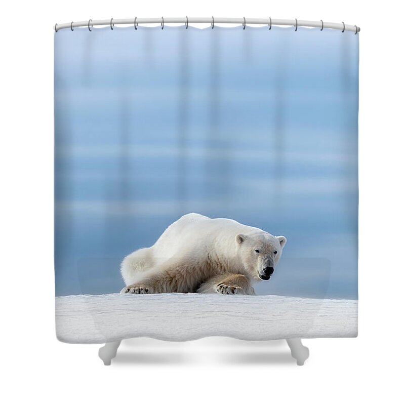 Polar Shower Curtain featuring the photograph Polar bear crouching on the frozen snow of Svalbard by Jane Rix