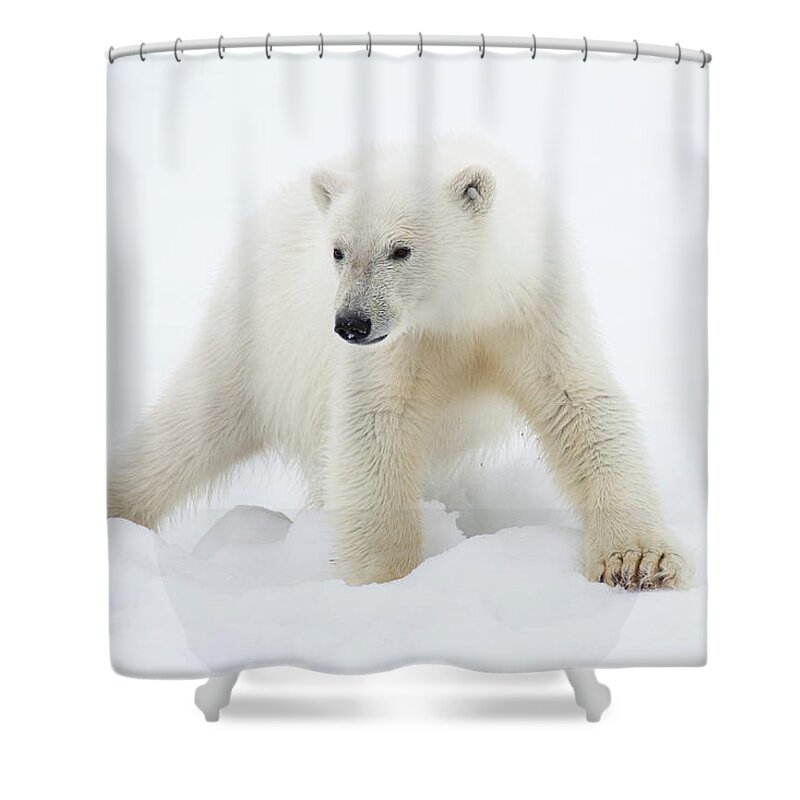 Bear Cub Shower Curtain featuring the photograph Polar Bear Cub On Snow by Galaxiid