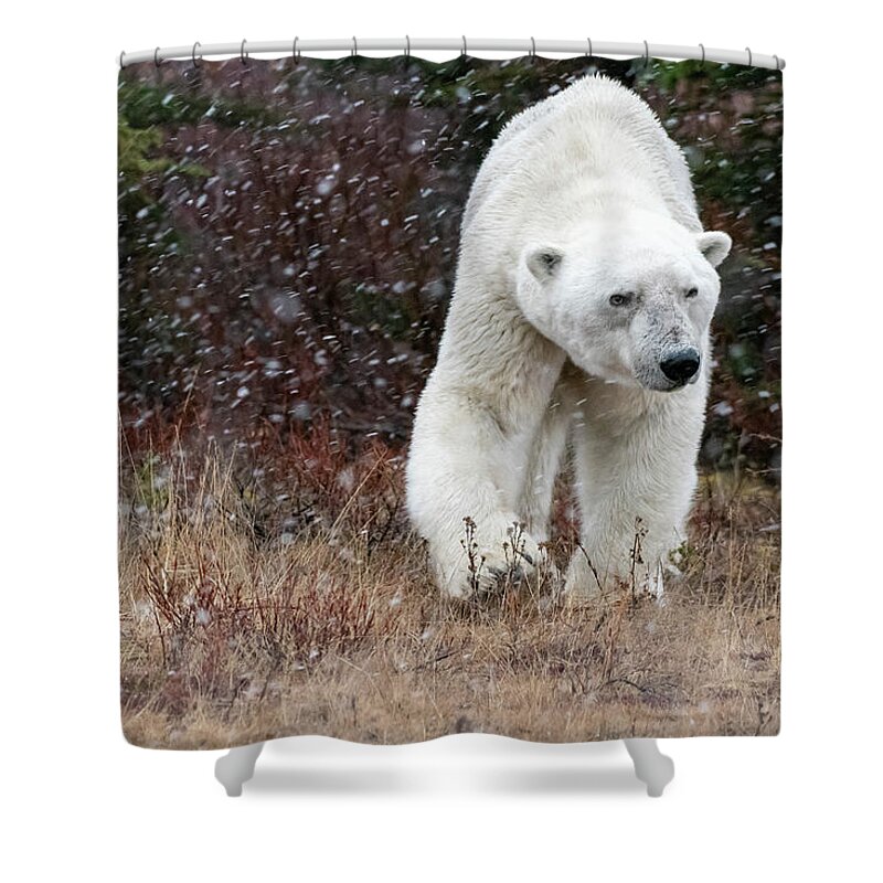 Bear Shower Curtain featuring the photograph Polar Bear Eye Contact by Mark Hunter