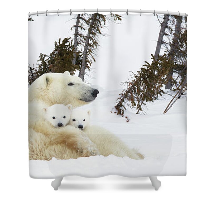 Bear Cub Shower Curtain featuring the photograph Polar Bear Ursus Maritimus Sow And Two by Richard Wear / Design Pics