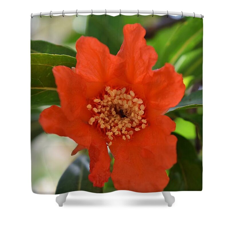 Pomegranate Flower Shower Curtain featuring the photograph Pomegranate Pomp by Janet Marie
