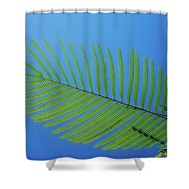 Pond Pine Shower Curtain featuring the photograph Pond Pine_2 by Pics By Tony