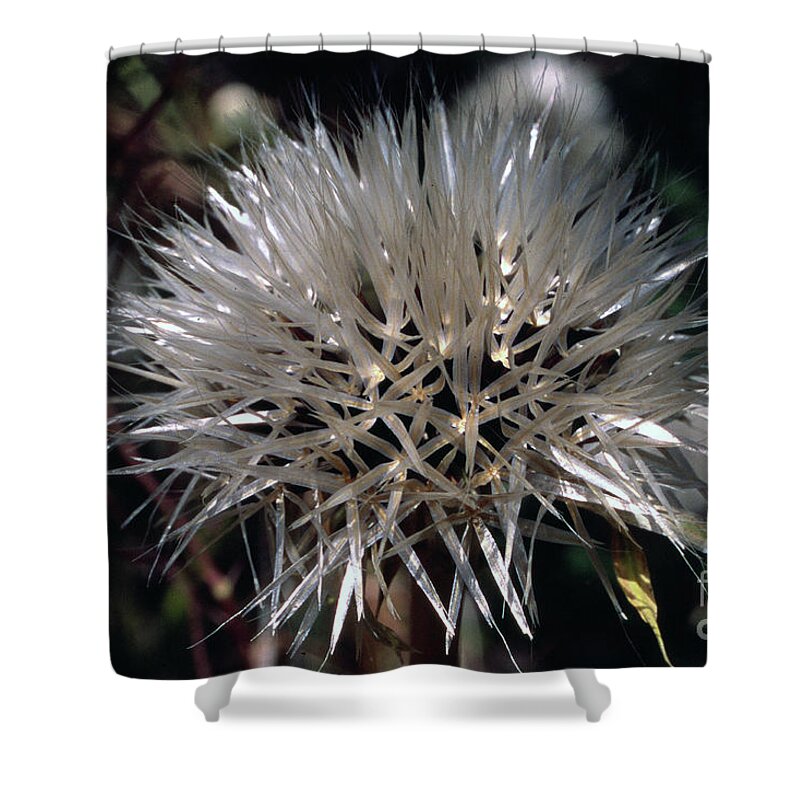  Shower Curtain featuring the photograph Poof by Randy Oberg