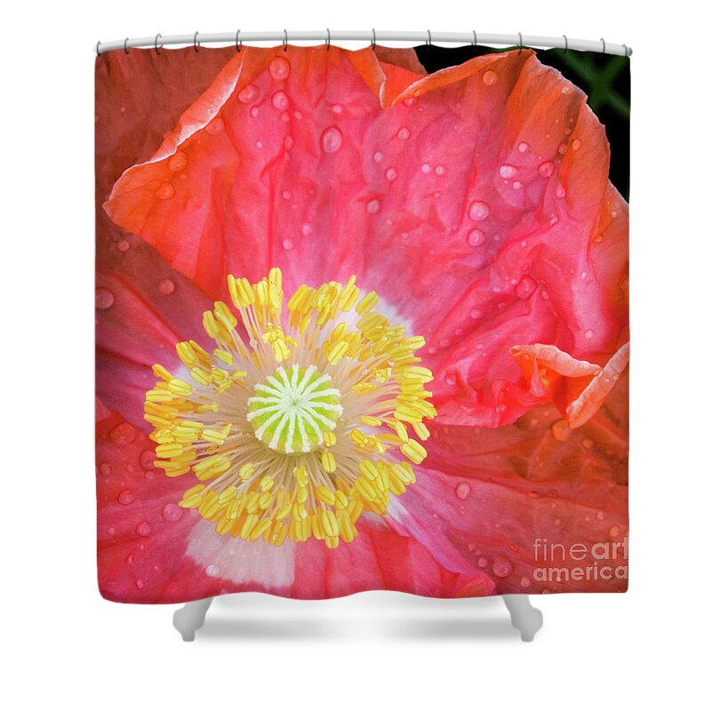 #poppy #coral #flower #spring #summer #petals #yellow #orange #pink #green #wildflowers #fresh #happy #closeup Shower Curtain featuring the photograph Poppy Closeup by Cheryl McClure