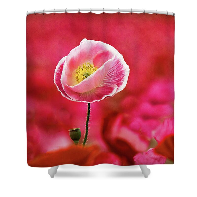 Color Shower Curtain featuring the photograph Poppy Standing Tall by Jean Noren