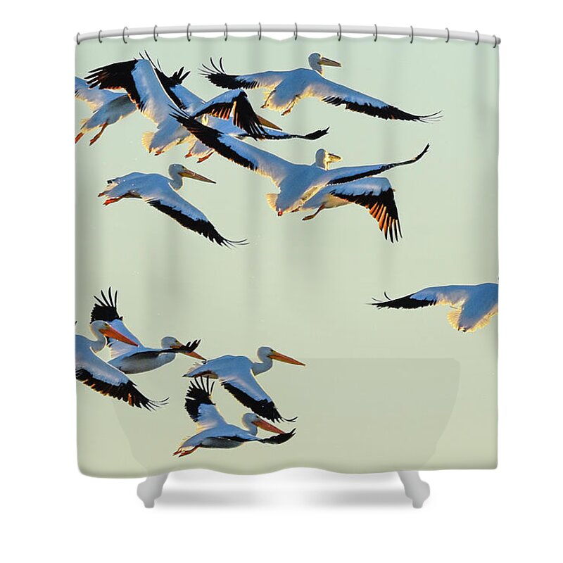 White Shower Curtain featuring the photograph Port Bay Pelicans by Christopher Rice