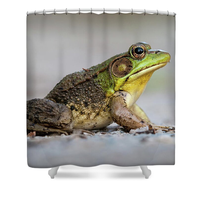 Portrait of a Green Frog Shower Curtain by Todd Henson - Fine Art