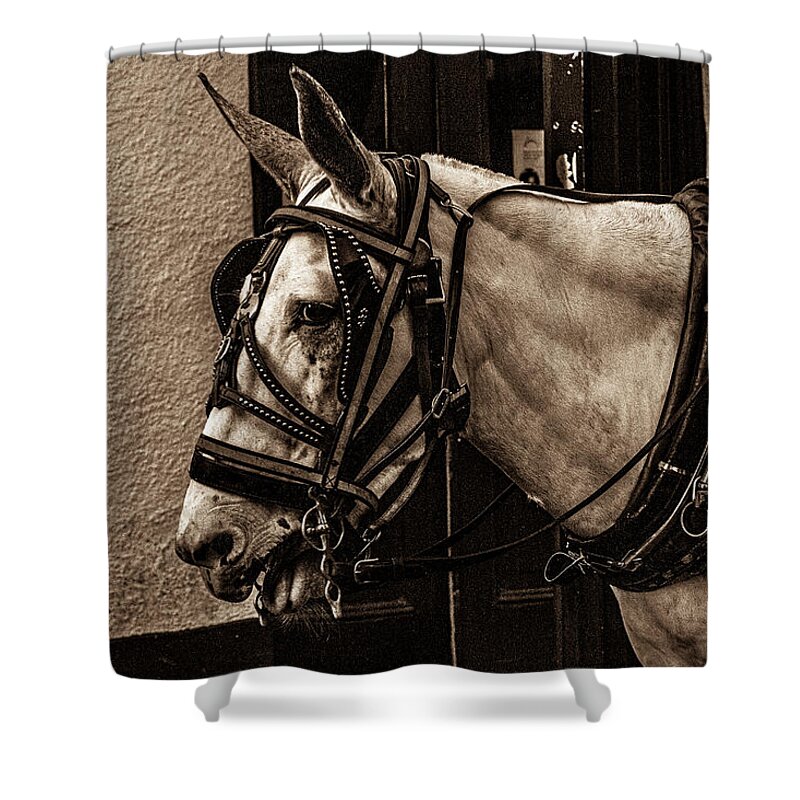 Photo Shower Curtain featuring the photograph Portrait of a horse by Jason Hughes