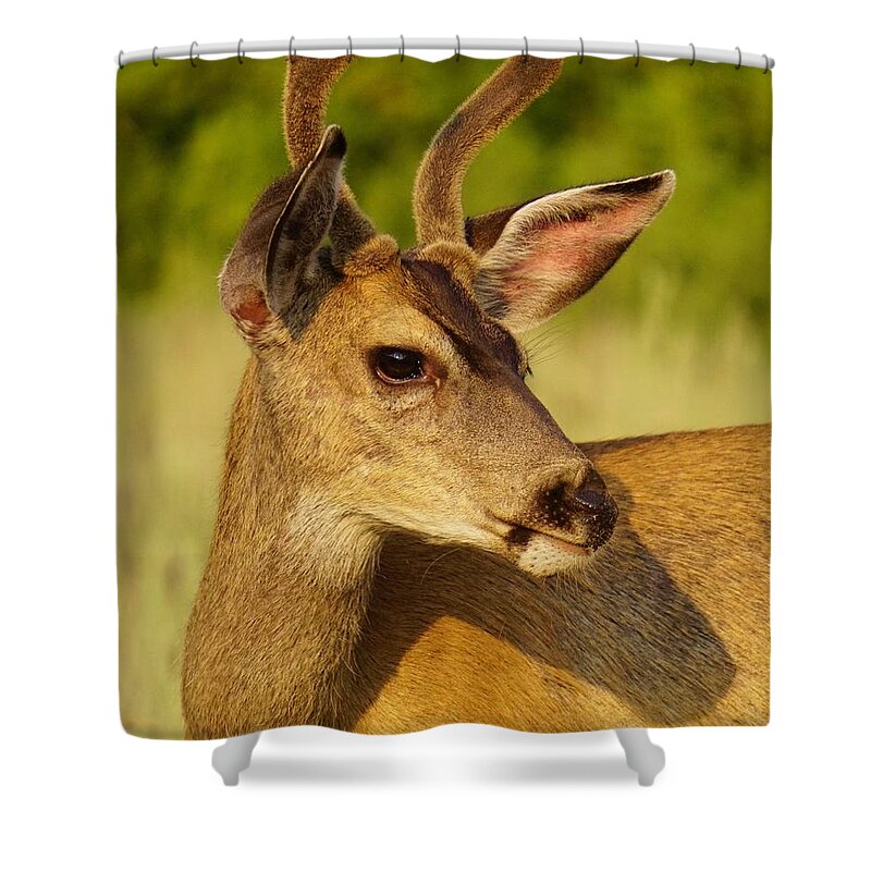 Wildlife Shower Curtain featuring the photograph Mule Deer Portrait by Brett Harvey