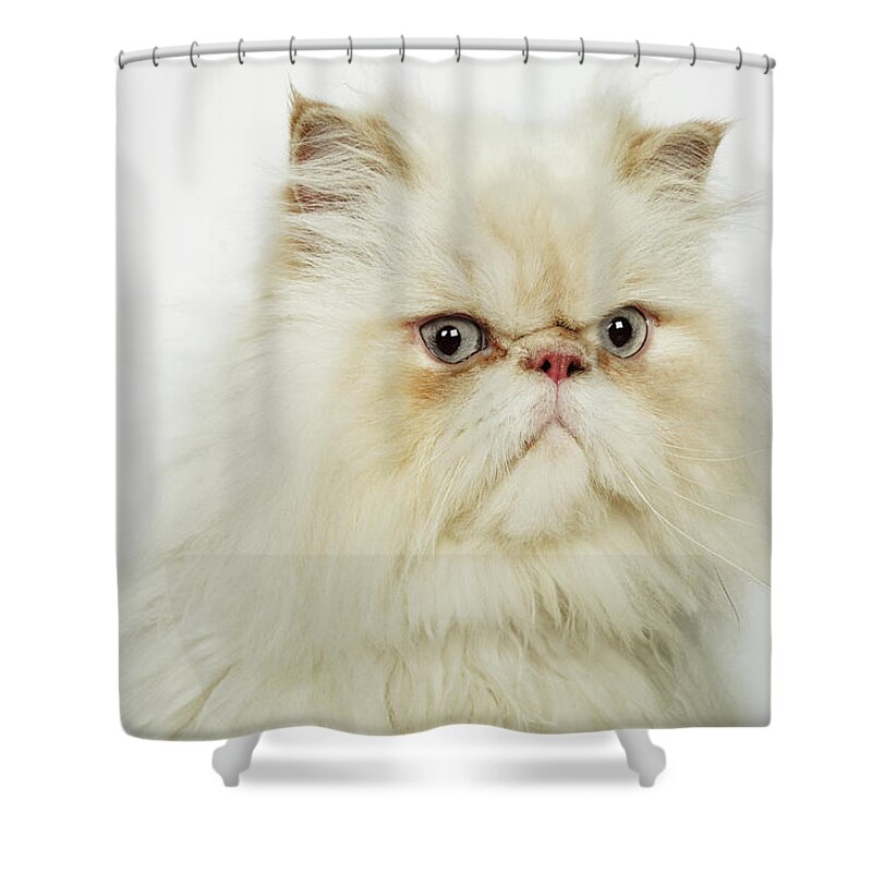 Pets Shower Curtain featuring the photograph Portrait Of A Persian Cat by Flashpop