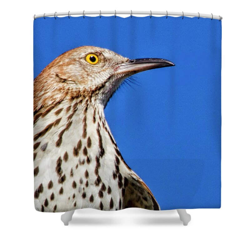 Brown Thrasher Shower Curtain featuring the photograph Portrait of a Thrasher by Bob Decker