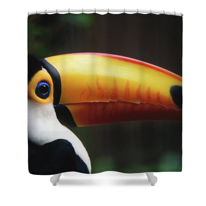 South America Shower Curtain featuring the photograph Portrait Of A Toco Toucan Ramphastos by Mark Newman